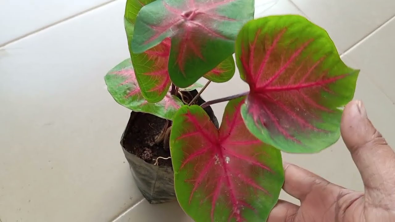 ඔන්න මන් ආවා,,, මගේ 5නි මල් පැළ සේල් එක අරන්,, 0740802088 වට්සඇප් මැසේජ් එකක් දෙන්න