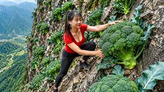 Timelapse - Harvesting Tons of Broccoli - Goes to the Local Market for Sale