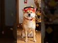 仕方なく鬼役を引き受けるまる#節分 #豆まき #鬼 #柴犬 #犬 #shibainu #dog #西巴犬 #바견