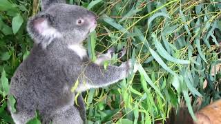 Koala Loooves Eucalyptus