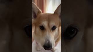 2025.03.09 ママに買ってもらったジャーキーがAMSRなコーギー陽菜ちゃん（Hina-chan）