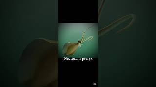 Tarih öncesi kalamar benzeri canlı Nectocaris pteryx! #paleo #paleovideo #paleontoloji #nectocaris