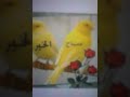 صباح الجمل هوا جمالكم في قناتي تحيته ابراهيم صباح الخير صباح الجمل هوا جمالكم في قناتي تحيته ابراهيم صباح الخير