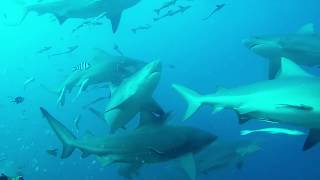 Beqa Adventure Divers Shark Dive Fiji To Moonlight Sonata