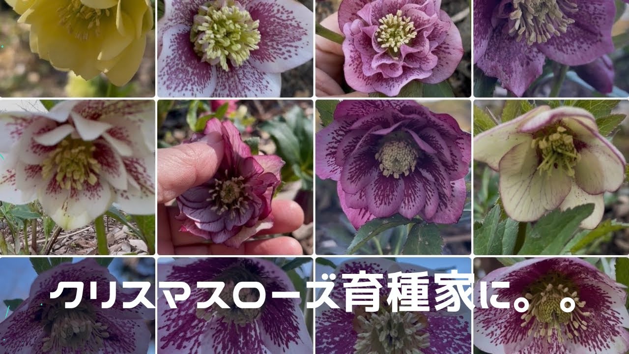 ３２８【クリスマスローズの育種に挑戦！？】クリスマスローズの植え替え