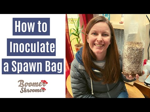 How to Inoculate a Spawn Bag with Agar