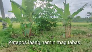 Oriental Mindoro Banana Plantation | Nabagyuhan man noon bumabangon ngayon Resimi