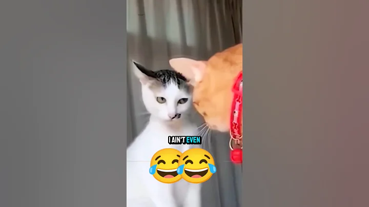 Video 11900301: funny cat talking, funniest cats, adorable cats funniest