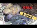 CRIA de AGAPORNIS, aviario exterior, #agapornis #cria agapornis