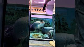 Arapaima vs Little Pig 🐖 I feel bad for Pig. #arapaima #shorts #viral #trending #fishing