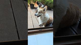 Pieski corgi na tarasie #psy #corgi #welshcorgi #szort #cute #pembroke #cardigan #youtubeshorts