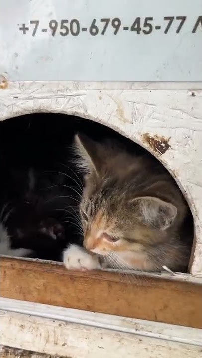 Домик для котиков в Зеленоградске. Город, в котором оооочень любят ...