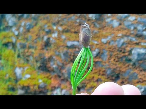 Video: What makes Pitsunda pine unique. Where does it grow, what is amazing, how to grow it and is it possible