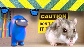 🐹THE HAMSTER AND AMONG US WERE TRAPPED IN A HAMSTER MAZE🆘🆘🆘 by DIY Hamster Maze 527,982 views 3 years ago 16 minutes