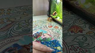 Блок на финансах, снимаем #чистка #расклад #NazaretN