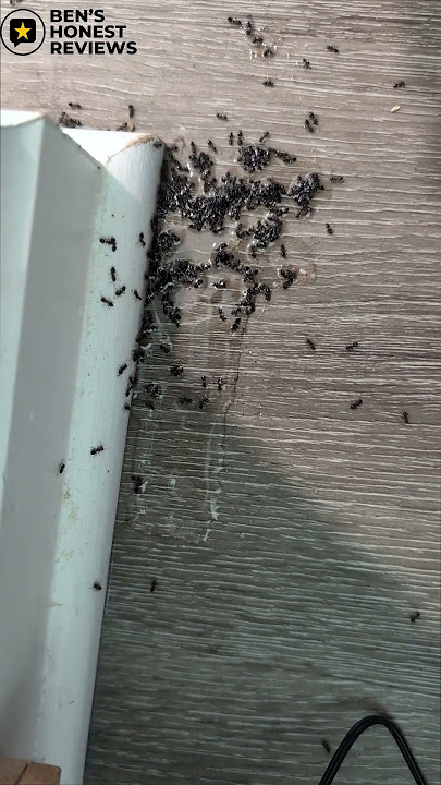 TERRO Ant Killer Bait Stations Review – Do They Actually Work?