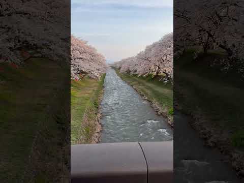 【桜並木】癒されます‼️夕暮れ時の夕陽に照らされる桜並木‼️ 富山県朝日町舟川桜並木。　＃桜並木　＃癒し　＃お散歩