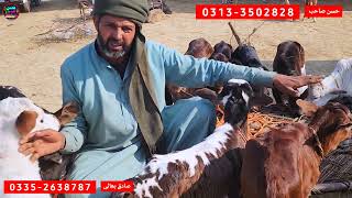 13 January 2026 cholistani bachrian bachra mandi pakistan چولستانی ساہیوال نسل کی بچھڑیاں منڈی ویزٹ  screenshot 3