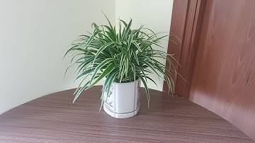 Cây Lan Chi - cách trồng và chăm sóc | How to grow and care Spider plant | Thanh Moc Garden