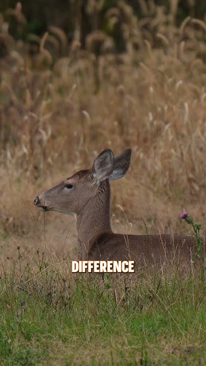 what-s-the-difference-between-buck-and-doe-bedding-deer-deerhunting