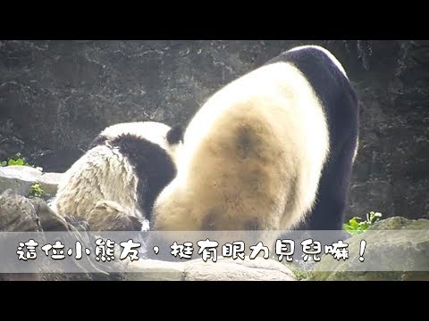 《熊貓早晚安》這位小熊友，挺有眼力見兒嘛！| iPanda