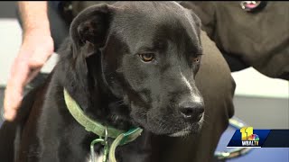 Max the boxer-lab mix needs a forever home