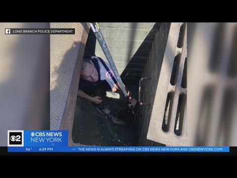 Video: Pet Scoop: NYPD ietaupa kaķēnus, kas ieslodzīti ceļasomu, Retweets varētu laimēt Pup for Teen