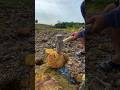 😱😱,‼️Amazing!!! At this former coal mine site, we found many geodes containing layers of crystals