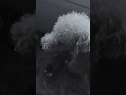 Dexter the singing