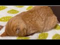 フテ寝を撮影させてくれなくなった保護猫ポテト