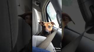 Rello Flores Pitbull/German shepherd mix