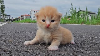 kitten calls mom,I adopt homeless kittens meowing on the side of the road, small rescued