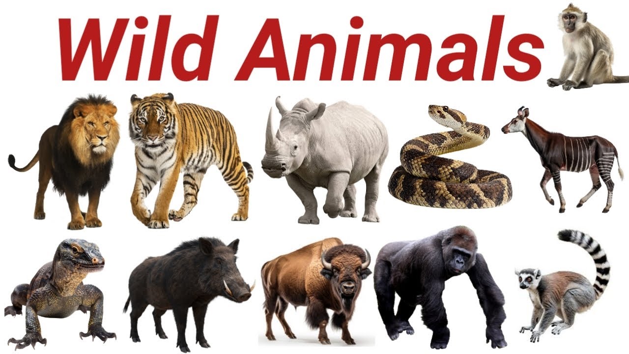 Wild Animals Name in English and Hindi | Jungle Animals for Kids ...