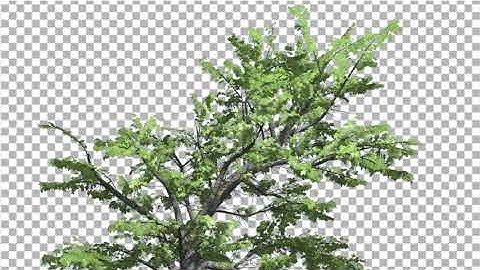 Top of Plitvice Maple Tree Cut of Chroma Key Tree | Motion Graphics - Envato elements