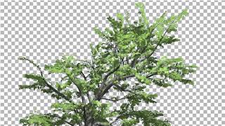 Top of Plitvice Maple Tree Cut of Chroma Key Tree | Motion Graphics - Envato elements