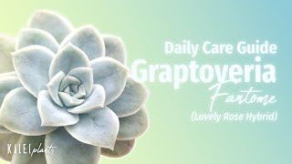 Graptoveria Fantome 101 Lovely Rose Hybrid - Basic Care Guide, Problems & Propagation