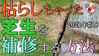 枯らしちゃった芝生を補修する方法！【芝生 2021年#18】