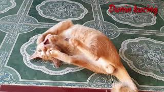 kucing meong by KF DUNIA KUCING 298 views 1 year ago 2 minutes, 45 seconds