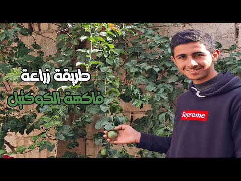 طريقة زراعة فاكهة الكوكتيل او الميس فلورا        