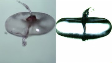 Making bubbles from droplets using acoustic levitation