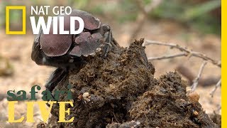 Gross but True: These Beetles Roll Around Big Balls of Poop | Nat Geo Wild
