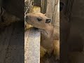 エサのおねだりするカピバラベビー♫
