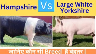 Hampshire Vs Large White Yorkshire Know Which Breed Is Better for Pig Farming drcharandeepss