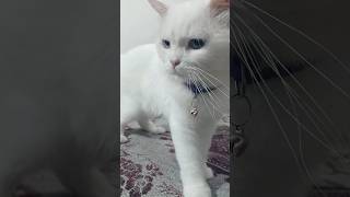 Funny Cat Moments Compilation 😂 #cat #cats #catshorts #cutecat #funnycat #catlover #kitten #kitty