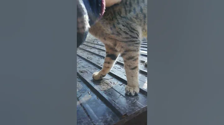 Video 1824681: f2 savannah cat playing, gorgeous savannah cat, happy savannah cat, cat sun