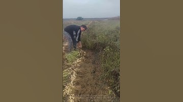 Live Demo: How Peanuts Are Harvested and Collected from the Field