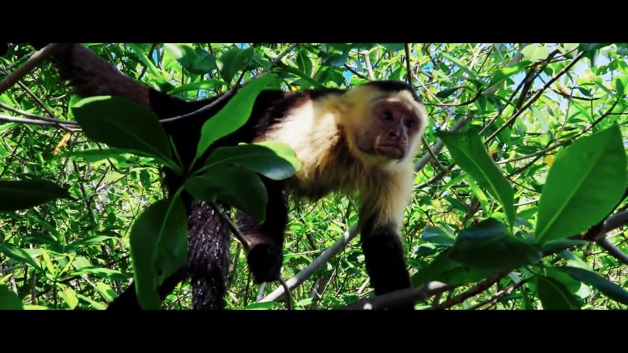 COSTA RICA: Travel the World