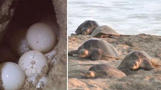 Endangered Olive Ridley marine turtles lay eggs on Mexican beach