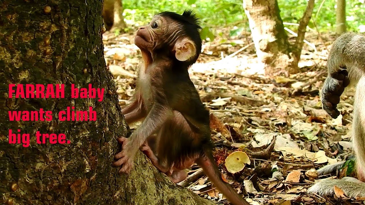 petco hours Precious baby FARRAH wants to climb a big tree BUT she cannot & just getting around several times.
