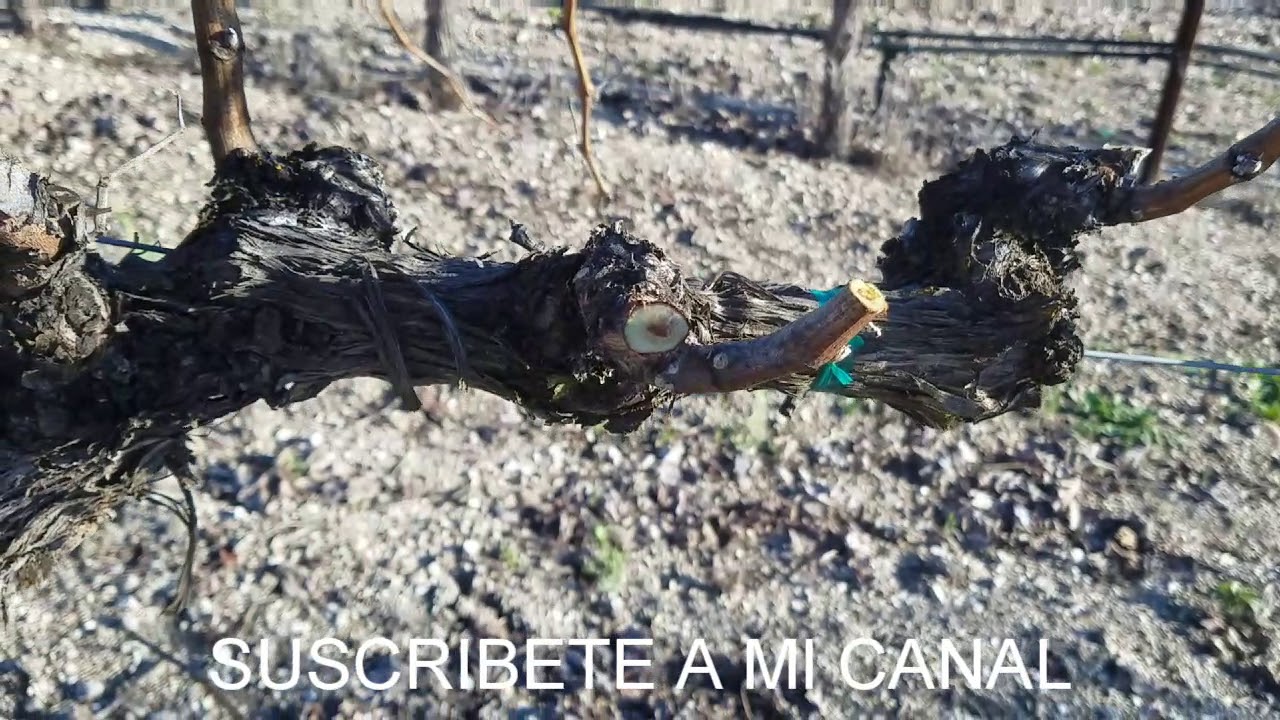 Como podar la viña que produce uva para hacer vino.